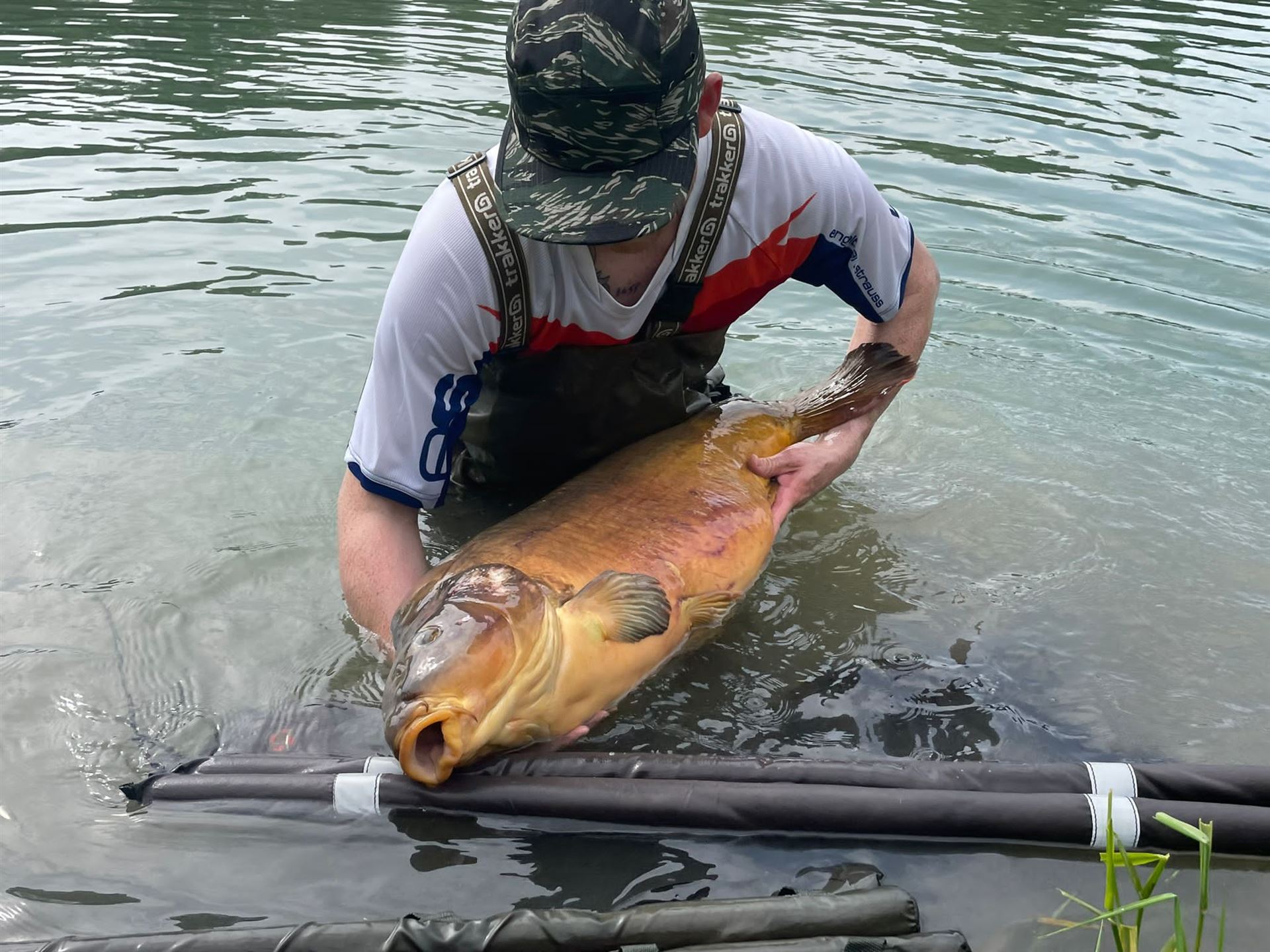 Fischrettung im Rhein